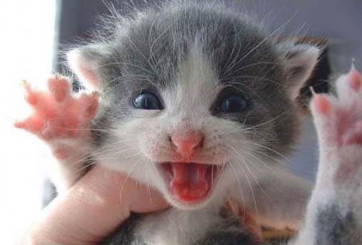 Котовторник. А как же?!