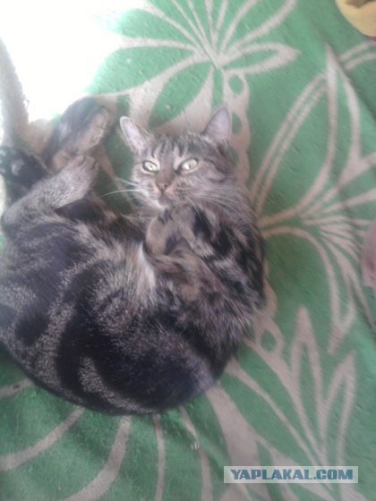 Котовторник с Максом