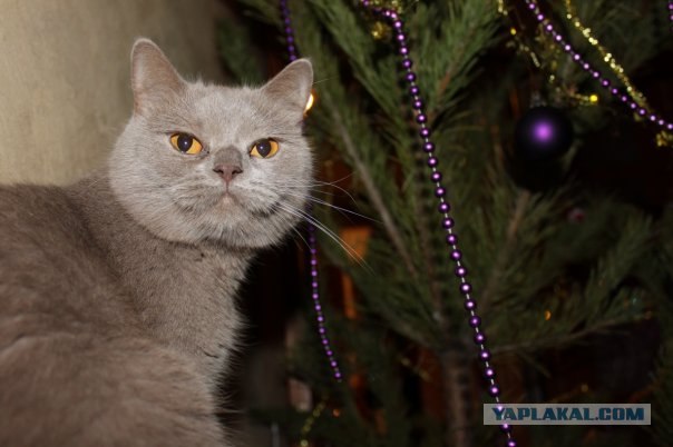Состоятельный котовторник