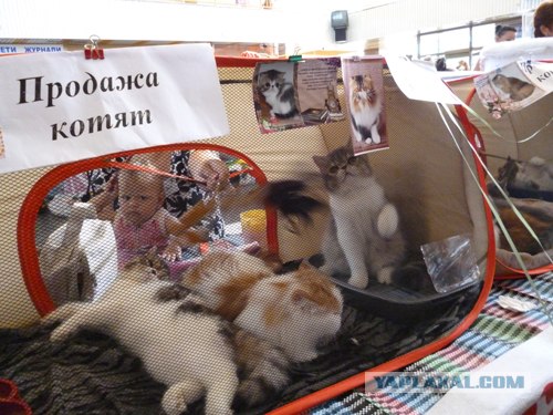 Сонный Котовторник