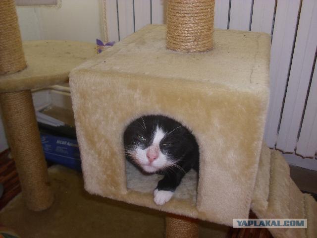 Котовторник 1.11.11