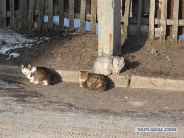Котовторник (28.02.2012)