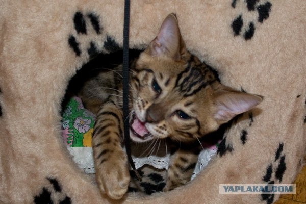 Котовторник  4.09.12