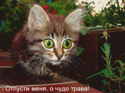Да что ты, блин, такое?! То ли лошадь, то ли собака...