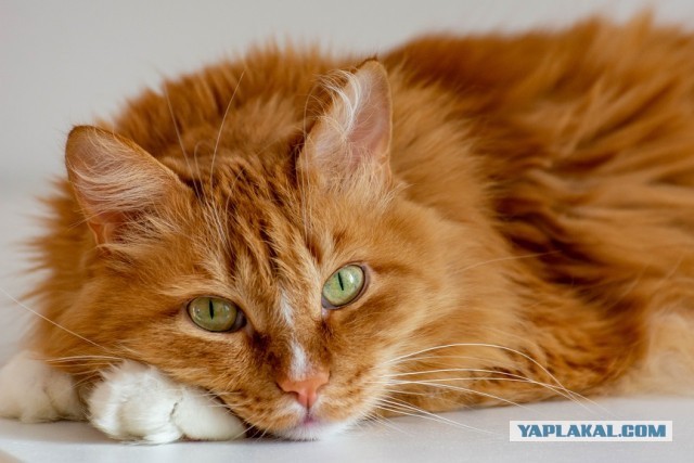 Коты, которые нас порадовали!