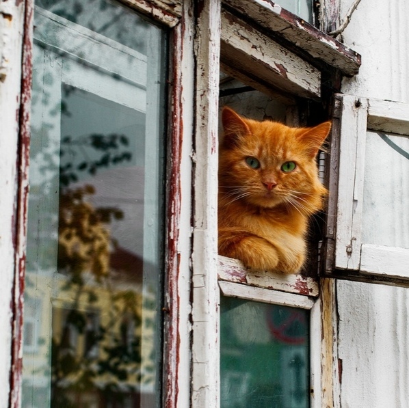 Эти забавные животные