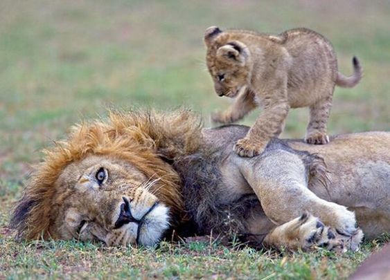 Большие кошки с котятами