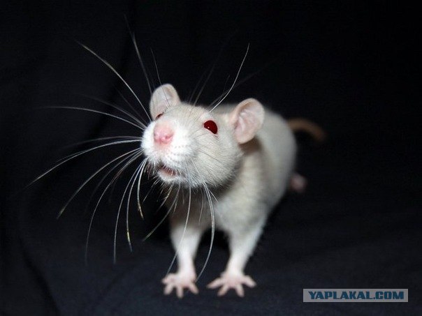 2 мужика и крыса