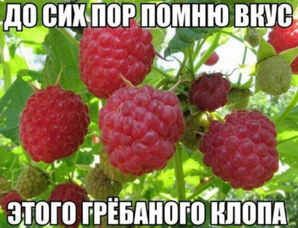 Картинки и мемы для настроения 01.06.2021