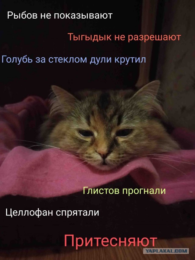 Среда пришла(снова) - неделя прошла, дорогие деграданты