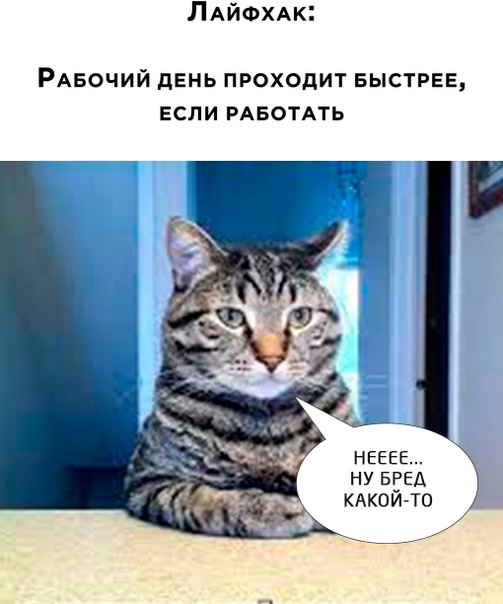 Весёлый полтишок 20.06.22
