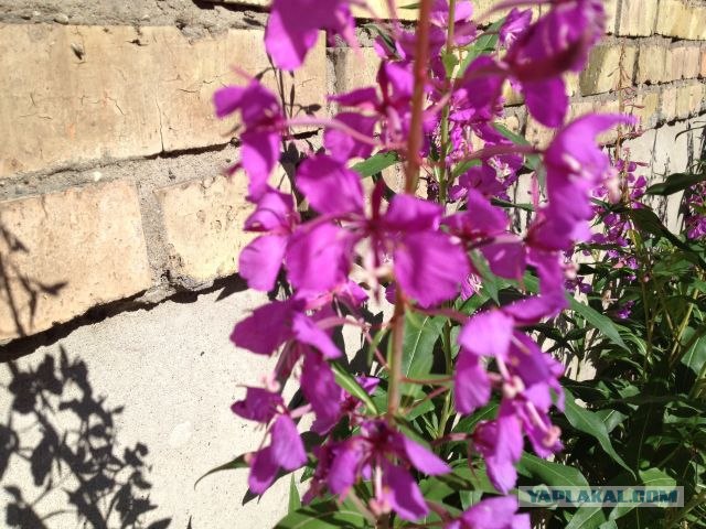 Москва-Воркута.Или туда и обратно.