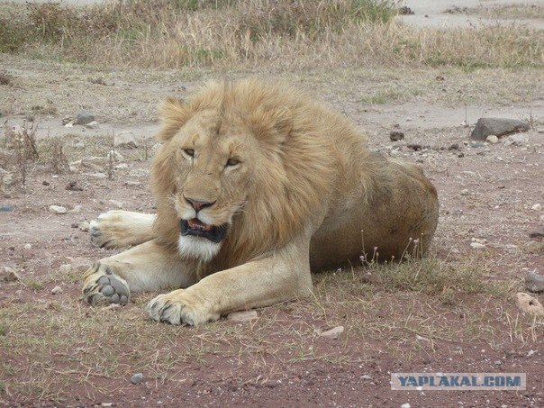 AFRICA - (Эфиопия,Кения,Танзация) 4-16 ноября 2011