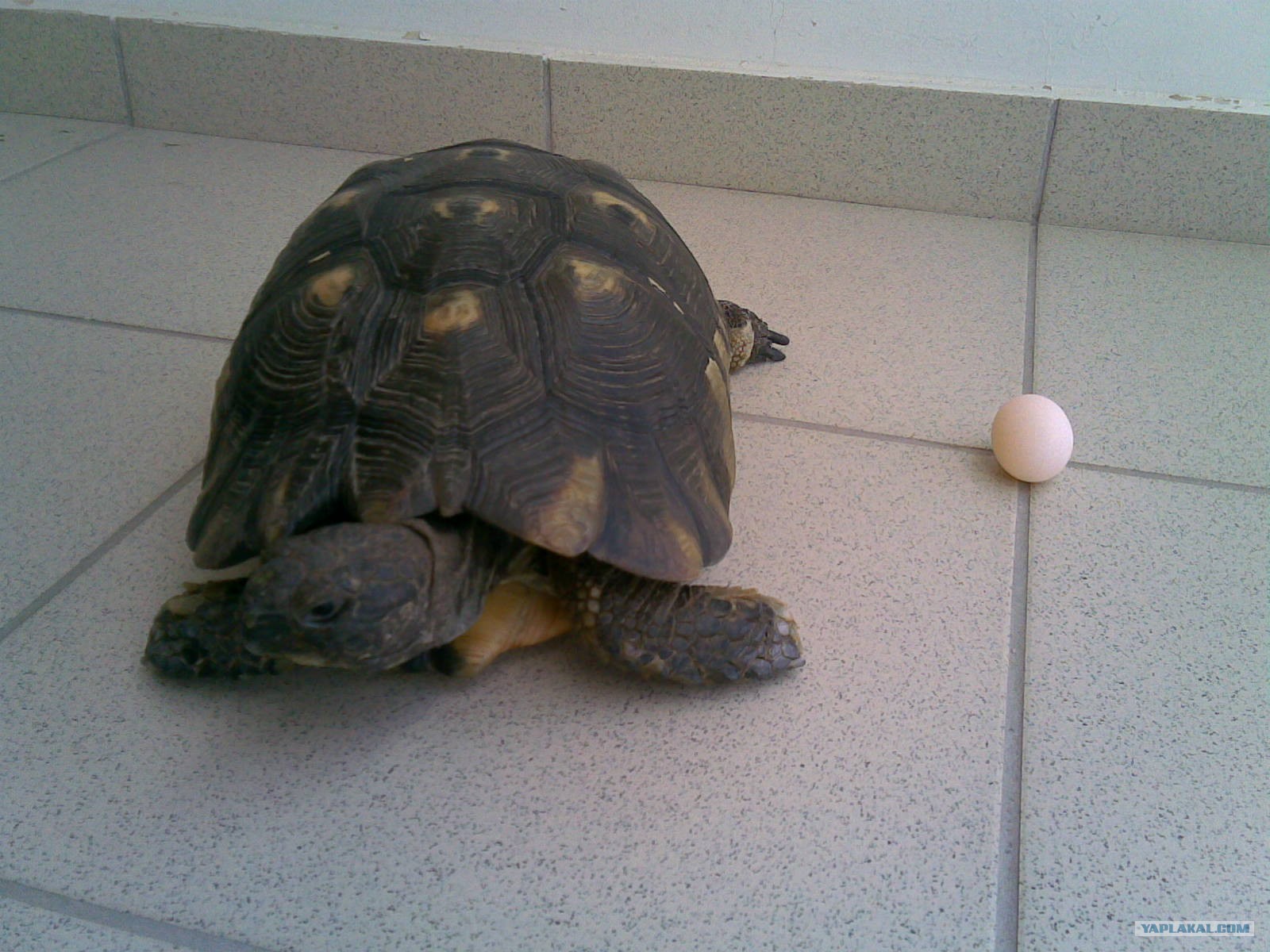 Черепаха приходит первой. Фернандийская черепаха. Грифовая черепаха яйца. Трёхголовые черепахи.