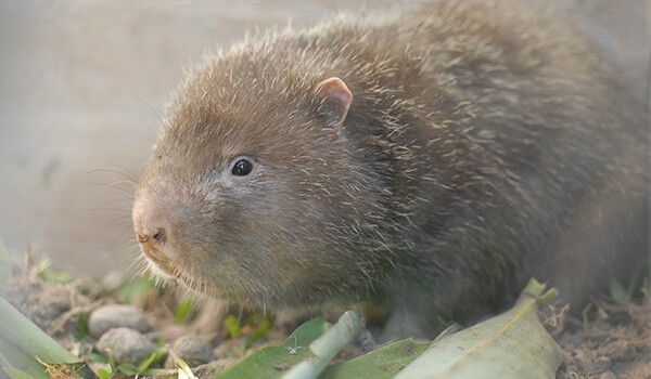 Знакомьтесь — китайская бамбуковая крыса