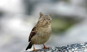 Снегирь и сало