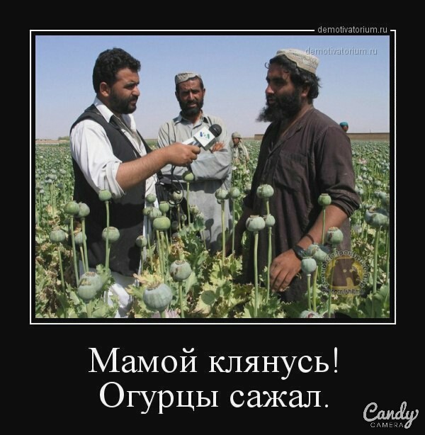 Аспарагусы