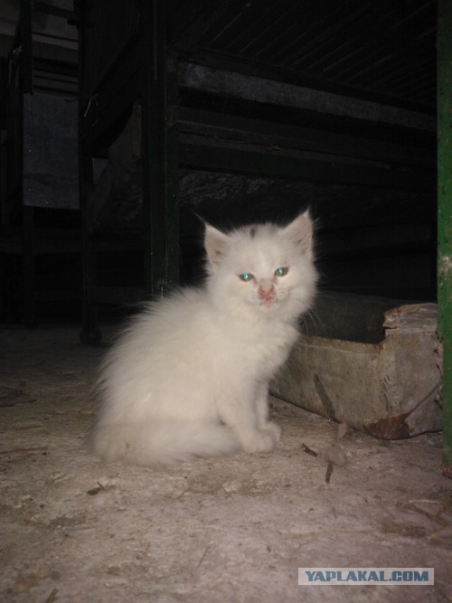 Котовторник 23.07.2013