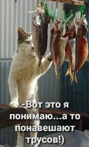Веселые картинки в маленькую пятницу (29.07)