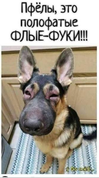 Он таки поймал