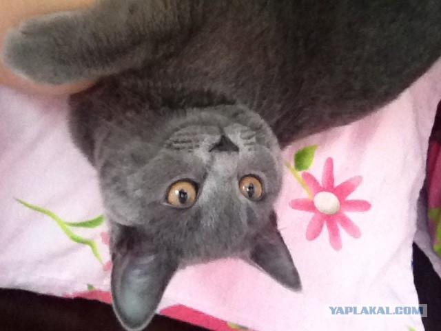Коты и время