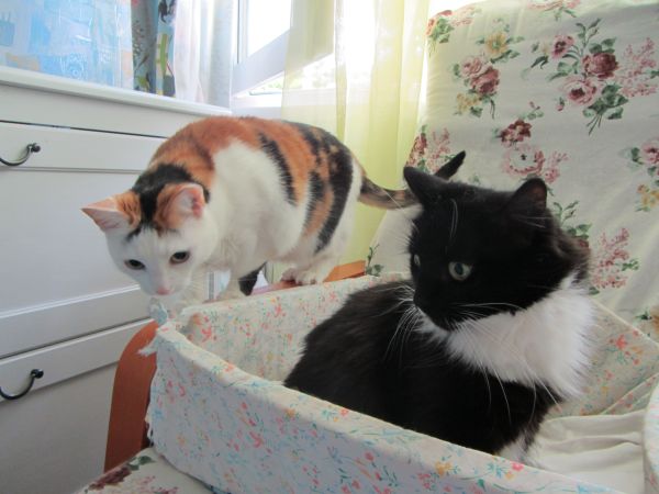 Котовторник 22.10.2013