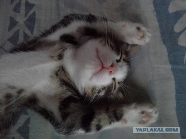 Котовторник 18.03.2014