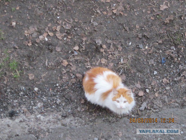 Котовторник  25.03.2014