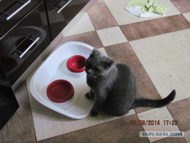 Котовторник 30.09.2014