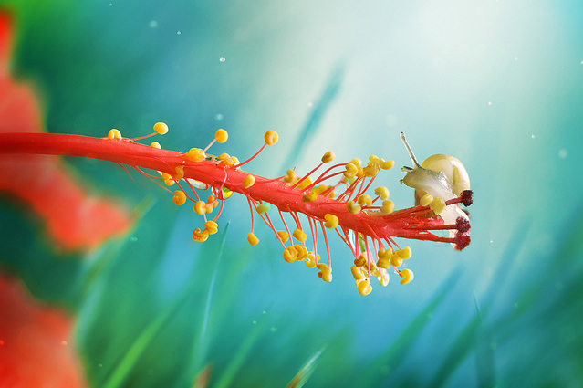 Сюрреальные фото насекомых