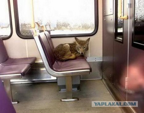 7 самых красивых лис на планете