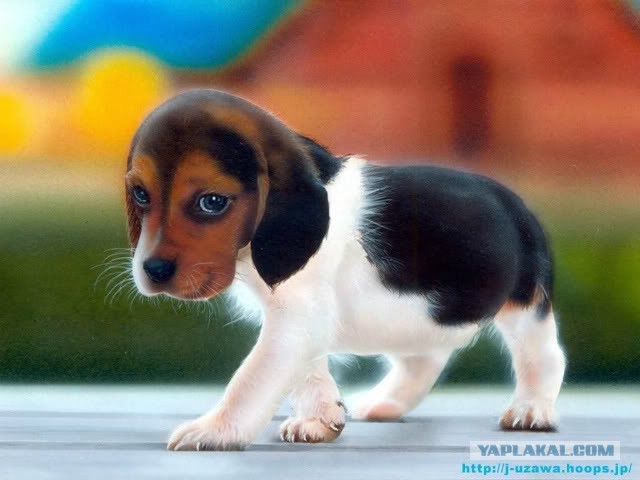 Милоты пост