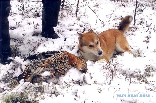 Собакочетверг