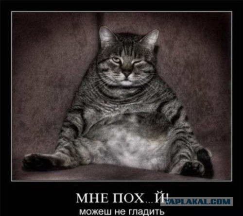 Интересные факты о кошках