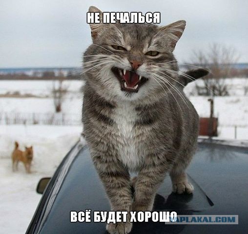 Коты, они - как люди!