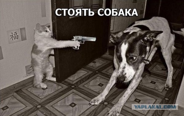 Скотинки - Животинки
