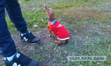 Харви - маленькая радость: собакочетверг