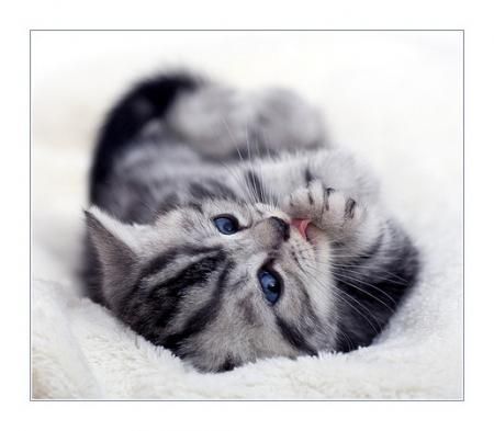 Коты, кошки, котята