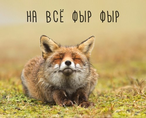 Мохнатые беспредельщики