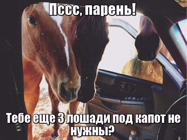 Божьи твари