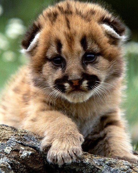 Самые смешные животные