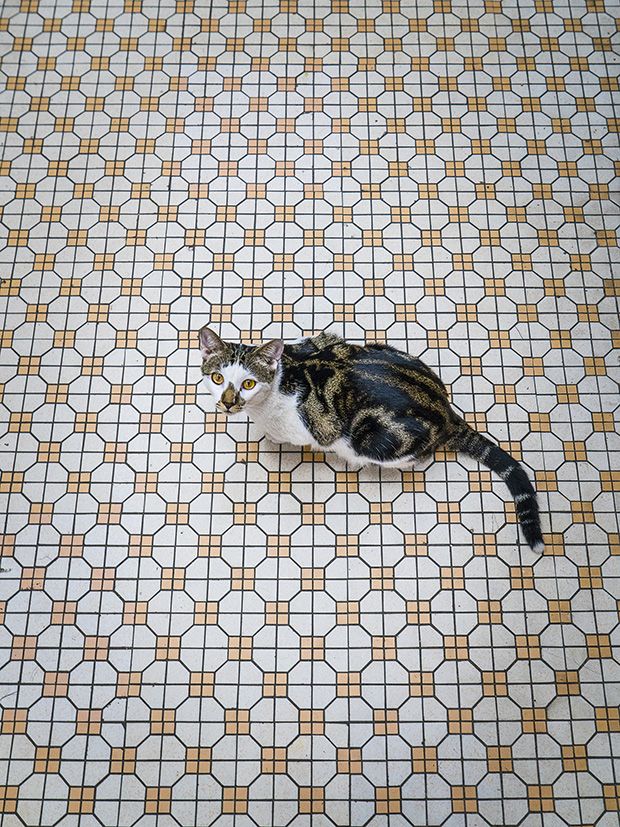 Коты из сети