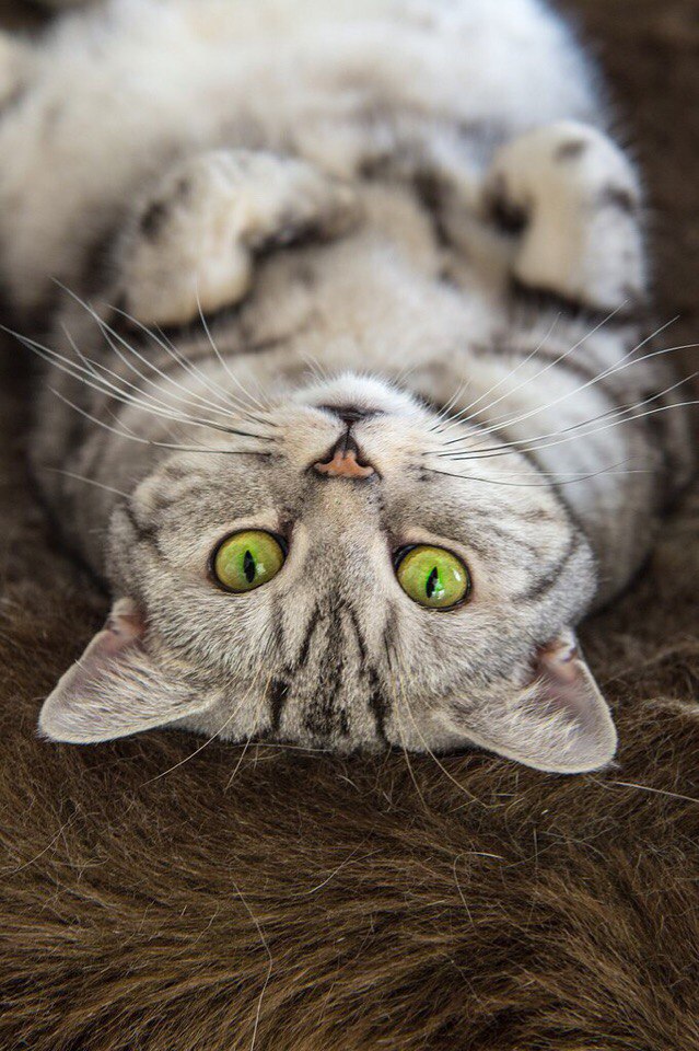 Коты из сети