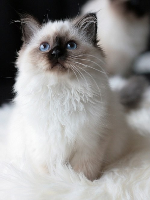 Коты и Кошки