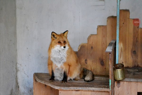Самые смешные животные