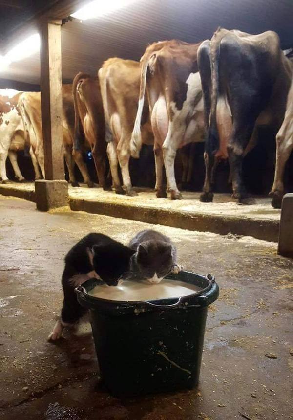 Коты и Кошки