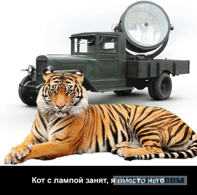 В Новочебоксарске кошка до крови искусала девушку и преследовала ее до квартиры
