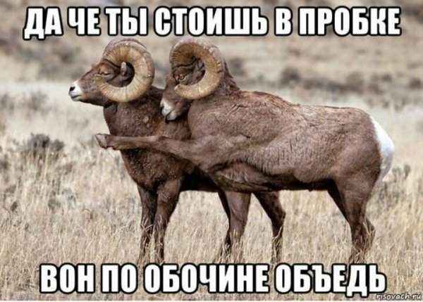 Быдло торопыги считают до ...двух!