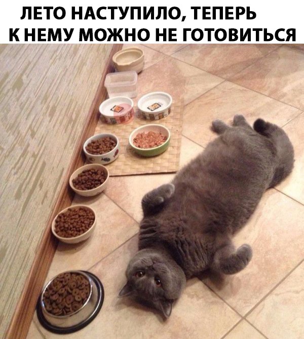 Неадекватные коты