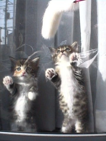 Котовторник на ЯПлакалъ 08.07.2008
